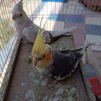 عروس هلندی