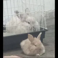 خرگوش نژاد لپ