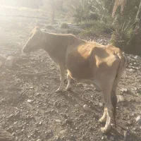 گاو و گوساله فروشی