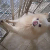 واگذار پامر اصیل