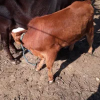 گاو شکمدار ۴ماه شکم  با گوساله نر سیمنتال ۵ماه