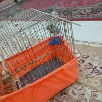 سهره|پرنده|خلخال, |دیوار