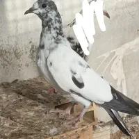 جوجه پاکستانی