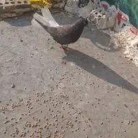کبوتر ماده دم سفید