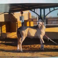 اسب عرب ایرانی