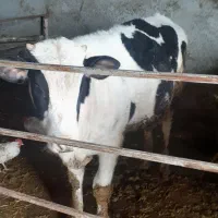 گوساله نر حدودا ۳۲۰ کیلو شیر مست