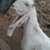 بزگلابی