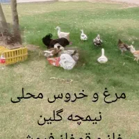 مرغ خروس محلی نیمچه گلین غاز و قوغاز فروشی