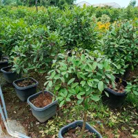 تولید و عرضه انواع گل و گیاه