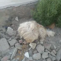 سک پاگوتا خوب پشمالو