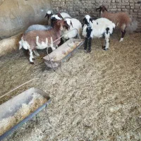 بره ماده