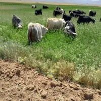 فروش ۲۴ راس بز و چپش نامبروان