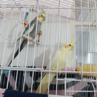 عروس هلندی