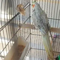 عروس هلندی ماده ۱۶ ماهه گلباقالی