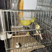 سهره و قناری جفت خورده