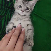 بریتیش سیلور