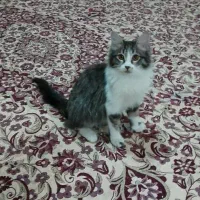 گربه نازنین ماده ۵ ماهه
