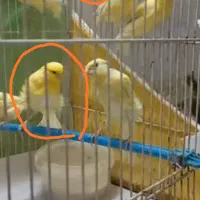 قناری تن نخورده آماده برای جفت باسهره