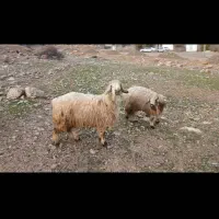 فروش بره و کهره درجه یک