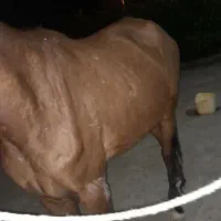 مادیان ۹ ماهه