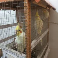 عروس هلندی یک ساله سرحال