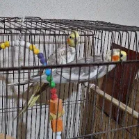 عروس هلندی