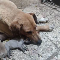 واگذاری توله سگ نگهبان