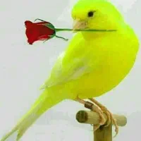 قناری