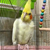 عروس هلندی