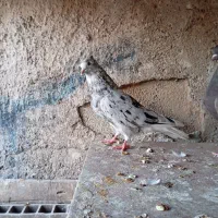 فروشی|پرنده|بندر ماهشهر, |دیوار