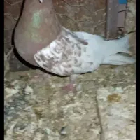 کفتر|پرنده|آباده, |دیوار