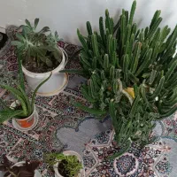 انواع گل