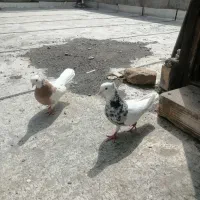 طوقی نر و ماده ب شرط تخم و جوجه