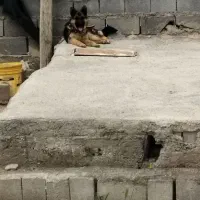 سگ ژرمن ورک