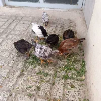 جوجه گلین ۳ ماهه نیمچه
