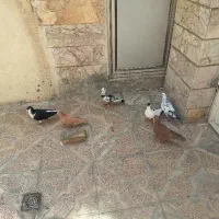 زرد سرخ کرنونی اس به شرط تخم وجوجه