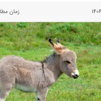 شیر الاغ