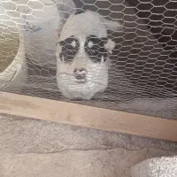 سگ پاکوتاه