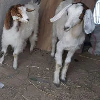بز دو رگ