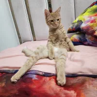 نارنجی بامزه