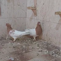 کله زرد کاکلی