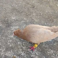 زرد کاکلی آث