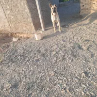 واگذاری  سگ سرابی