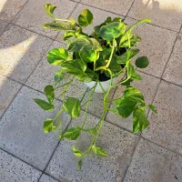 پتوس هیدروپونیک سایز ۱۶