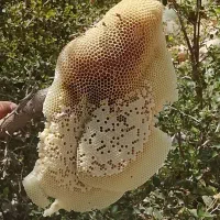 عسل کوه وحشی اصل