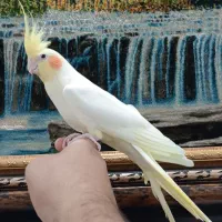 ۳عدد عروس هلندی دستی