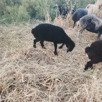 بره ماده شیر مست