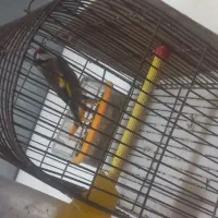 سهره فروشی توضیحات را ببینید