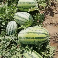 هندوانه درجه یک