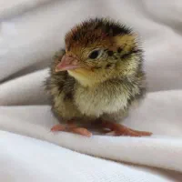 تخم نطفه دار و خوراکی بلدرچین تازه